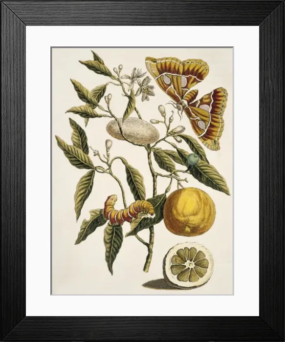 Framed Print : Insects of Surinam Framed Print : Insects of Surinam