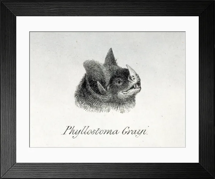 Framed Print : Carollia brevicauda, silky short-tailed bat Framed Print : Carollia brevicauda, silky short-tailed bat