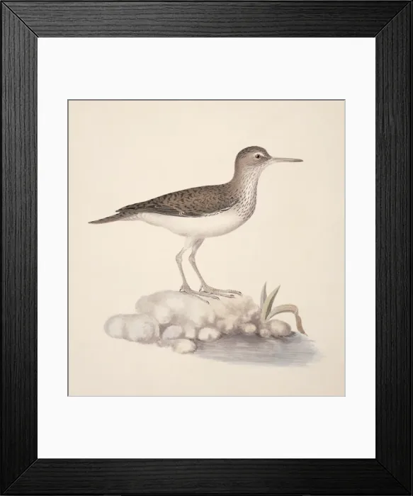 Framed Print : Actitis hypoleucos, common sandpiper Framed Print : Actitis hypoleucos, common sandpiper