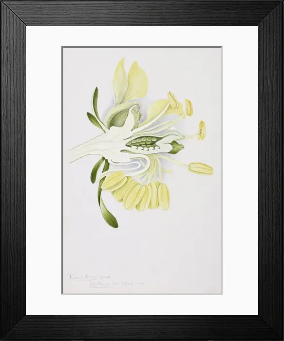Framed Print : Reseda lutea, yellow mignonette Framed Print : Reseda lutea, yellow mignonette