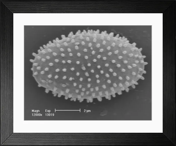 Framed Print : Myxomycetes, plasmodial slime mould Framed Print : Myxomycetes, plasmodial slime mould