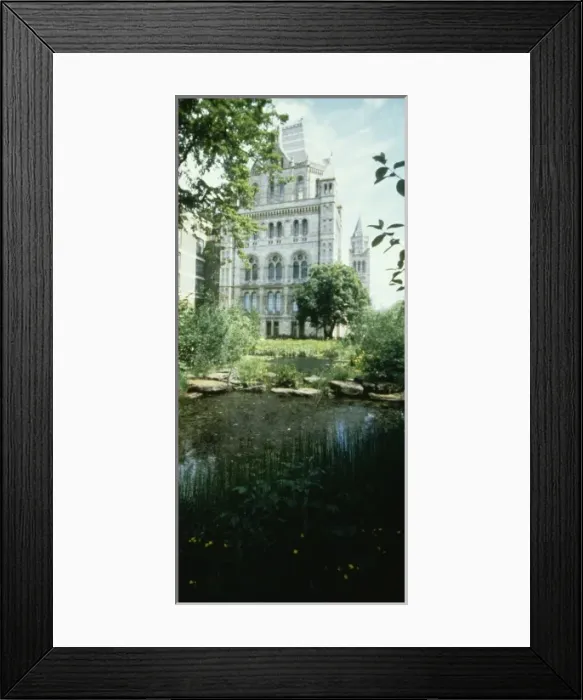Framed Print : The Natural History Museum Wildlife Garden Framed Print : The Natural History Museum Wildlife Garden