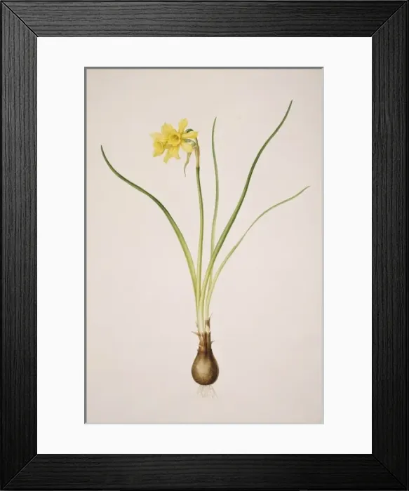 Framed Print : Narcissus x odorus, daffodil Framed Print : Narcissus x odorus, daffodil