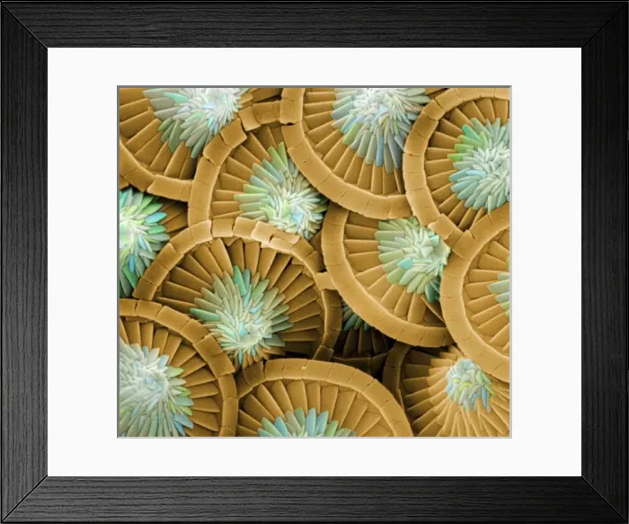Framed Print : Acanthoica acanthifera