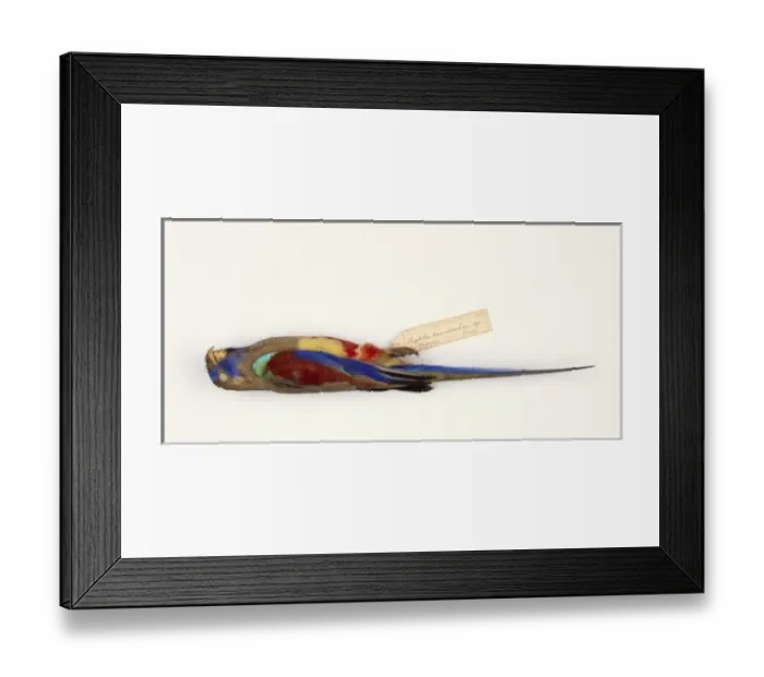 Framed Print : Northiella haematogaster, bluebonnet Framed Print : Northiella haematogaster, bluebonnet