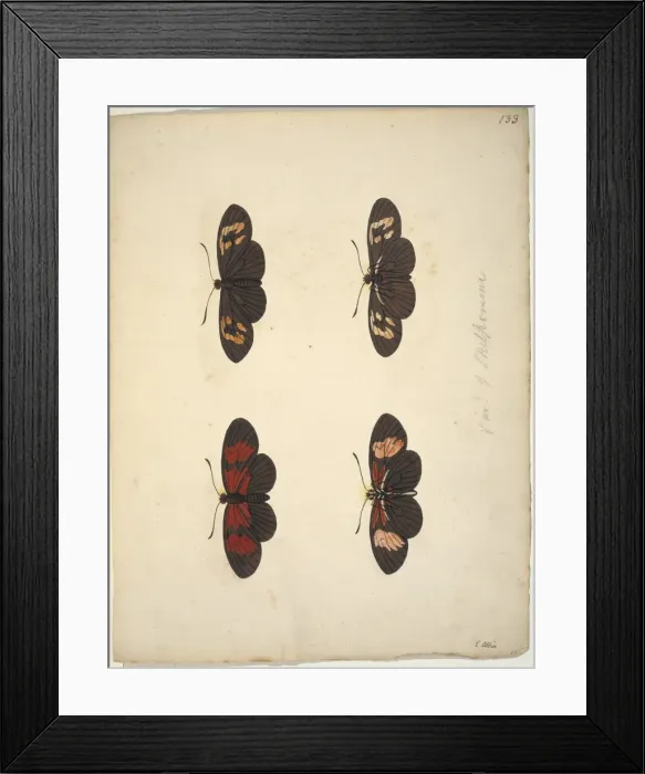 Framed Print : Unpublished lepidoptera watercolour by Eleazar Albin Framed Print : Unpublished lepidoptera watercolour by Eleazar Albin