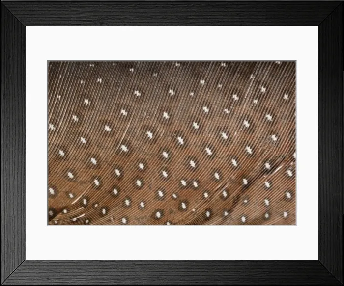 Framed Print : Argusianus argus, great argus Framed Print : Argusianus argus, great argus