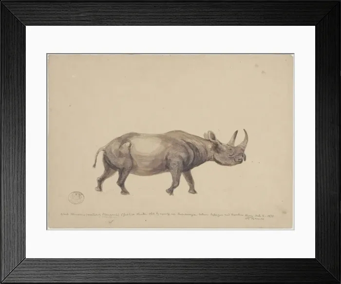 Framed Print : Diceros bicornis, black rhinoceros Framed Print : Diceros bicornis, black rhinoceros