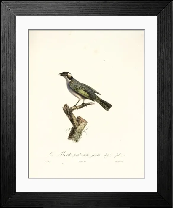 Framed Print : Le Merle palmiste, blackbird in cabbage tree Framed Print : Le Merle palmiste, blackbird in cabbage tree