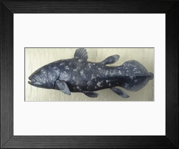 Framed Print : Latimeria chalumnae, coelacanth Framed Print : Latimeria chalumnae, coelacanth