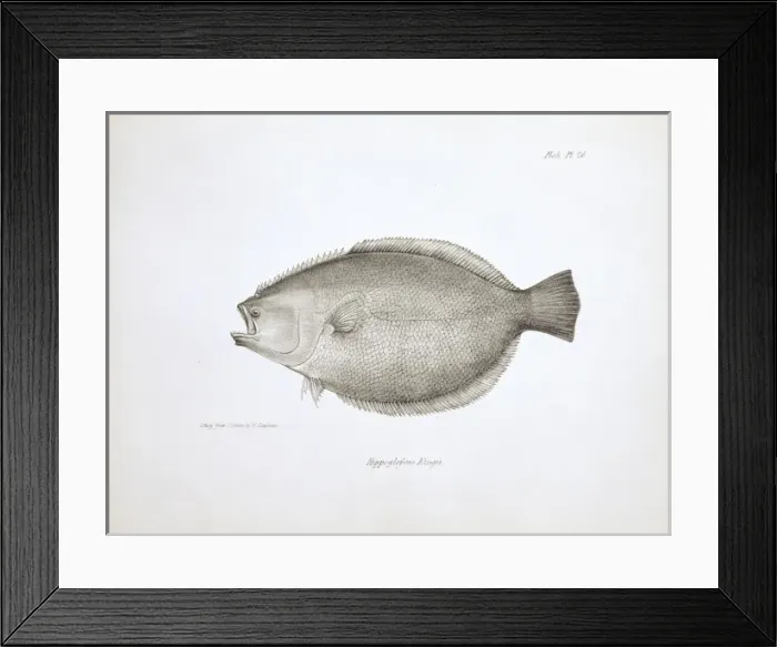 Framed Print : Paralichthys adspersus, fine flounder Framed Print : Paralichthys adspersus, fine flounder