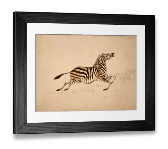 Framed Print : Equus quagga, quagga Framed Print : Equus quagga, quagga