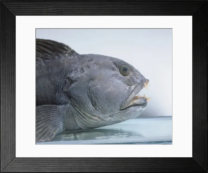 Framed Print : Anarhichas lupus, Atlantic catfish Framed Print : Anarhichas lupus, Atlantic catfish