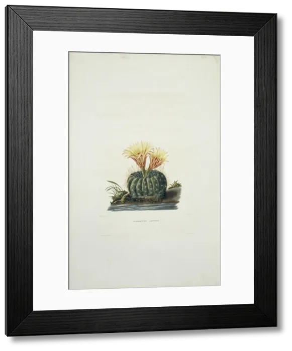 Framed Print : Echinocactus concinnus, sun cup Framed Print : Echinocactus concinnus, sun cup