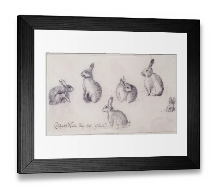 Framed Print : Oryctolagus cuniculus, European rabbit Framed Print : Oryctolagus cuniculus, European rabbit