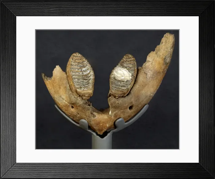 Framed Print : Pachyornis elephantopus, heavy-footed moa Framed Print : Pachyornis elephantopus, heavy-footed moa