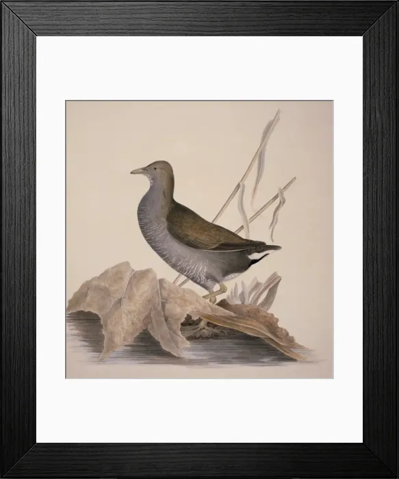 Framed Print : Gallinula chloropus, common moorhen Framed Print : Gallinula chloropus, common moorhen