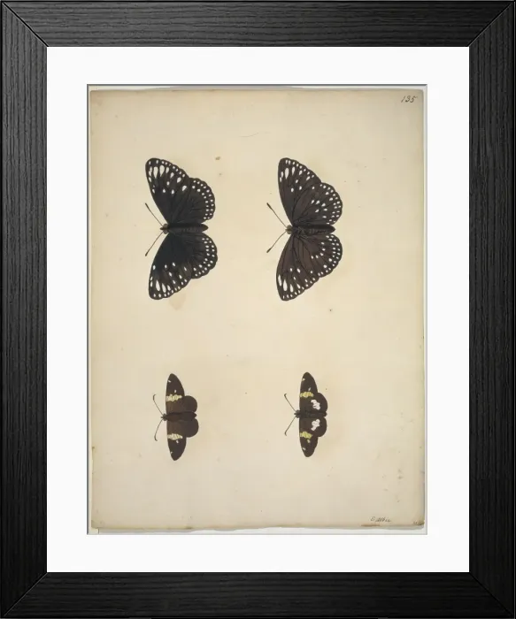 Framed Print : Unpublished lepidoptera watercolour by Eleazar Albin Framed Print : Unpublished lepidoptera watercolour by Eleazar Albin