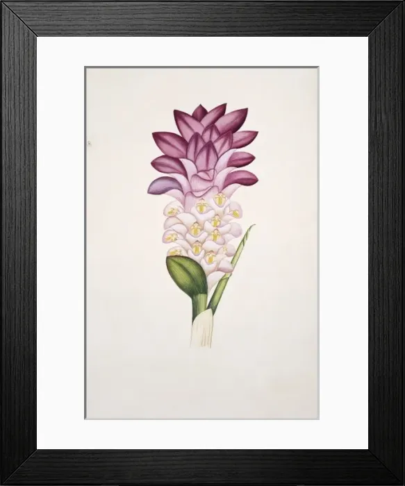 Framed Print : Plant Illustration Framed Print : Plant Illustration