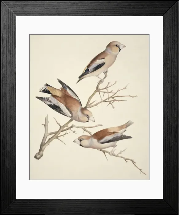 Framed Print : Coccothraustes coccothraustes, hawfinch Framed Print : Coccothraustes coccothraustes, hawfinch