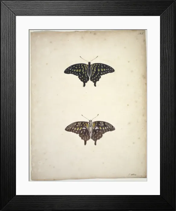 Framed Print : Unpublished lepidoptera watercolour by Eleazar Albin Framed Print : Unpublished lepidoptera watercolour by Eleazar Albin