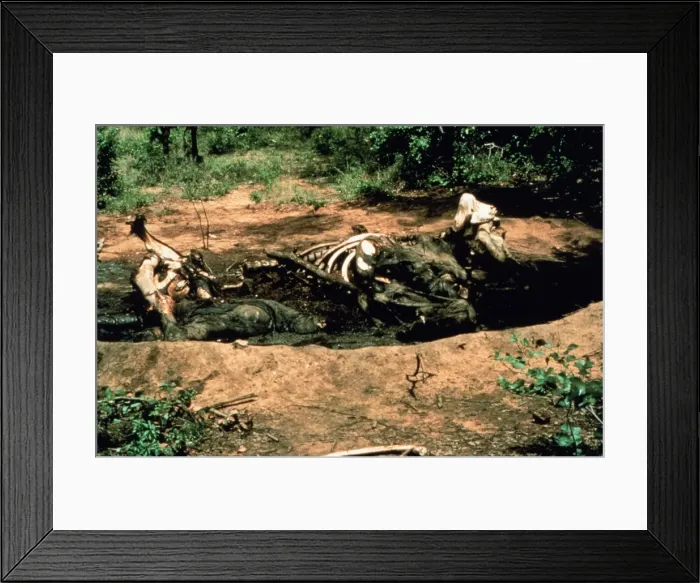 Framed Print : Loxodonta africana, African elephant carcass Framed Print : Loxodonta africana, African elephant carcass