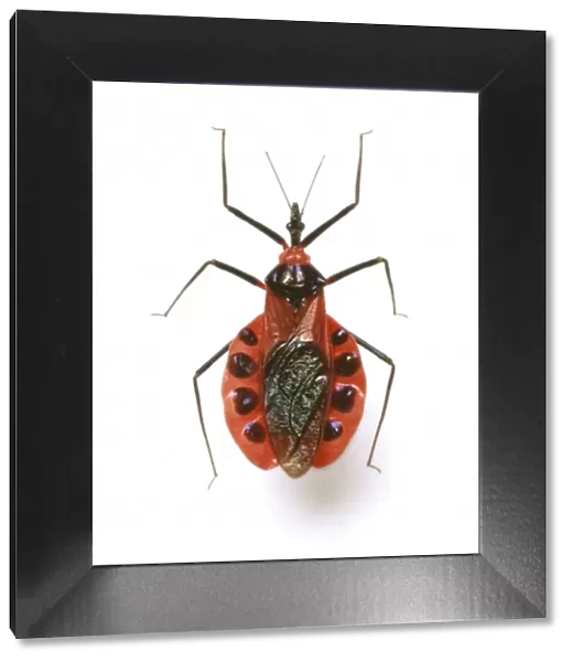Eulyes illustris, assassin bug