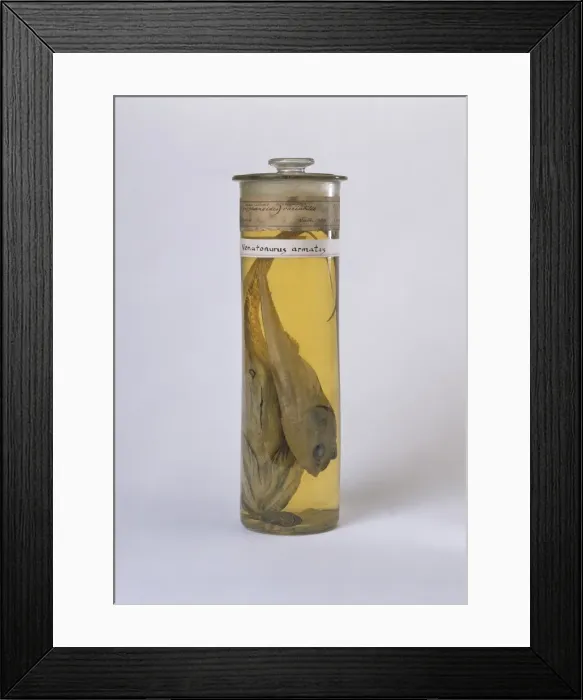 Framed Print : Coryphaenoides sp. rattail Framed Print : Coryphaenoides sp. rattail