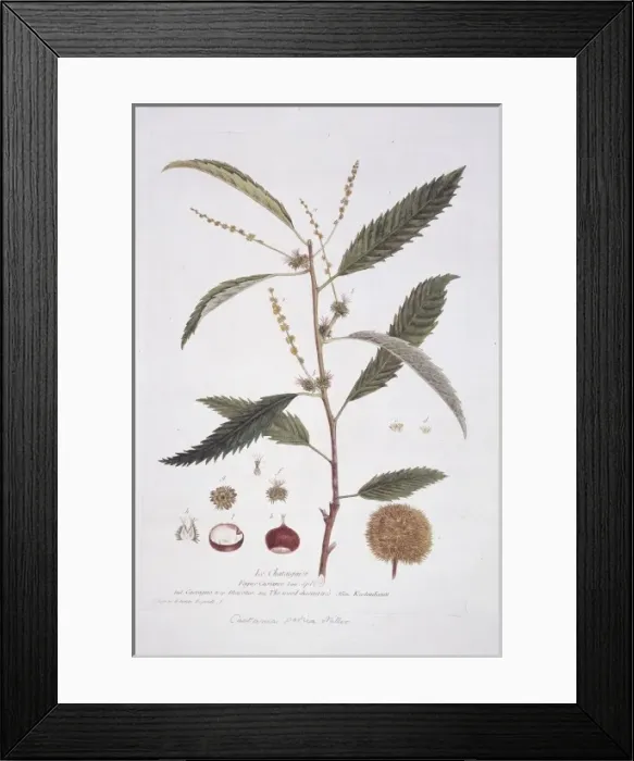 Framed Print : Castanea, chestnut Framed Print : Castanea, chestnut