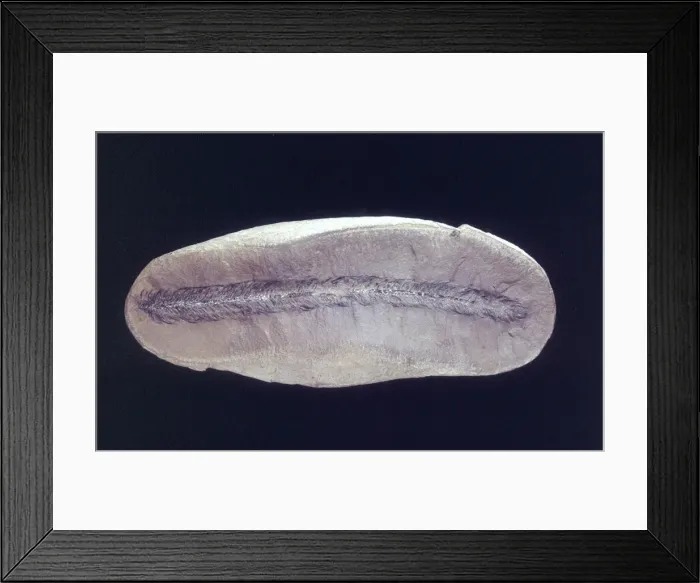 Framed Print : Thecosmilia trichotoma, colonial coral Framed Print : Thecosmilia trichotoma, colonial coral