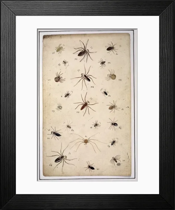 Framed Print : English spiders by Eleazar Albin Framed Print : English spiders by Eleazar Albin