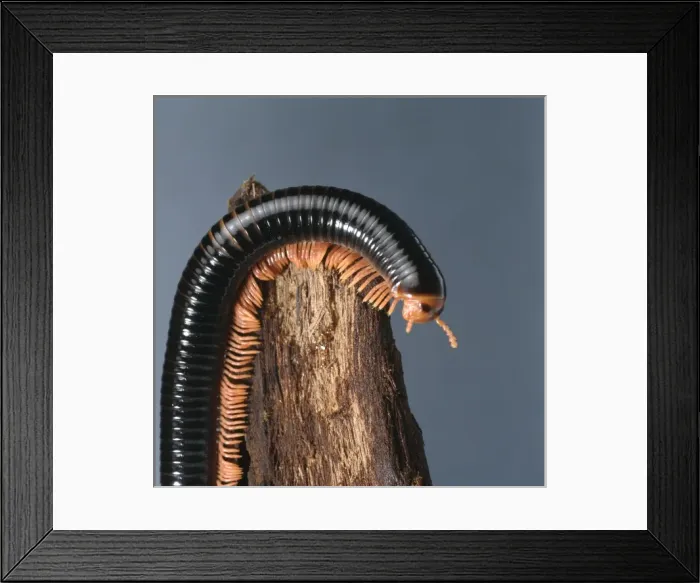 Framed Print : Archispirostreptus spp, giant millipede Framed Print : Archispirostreptus spp, giant millipede