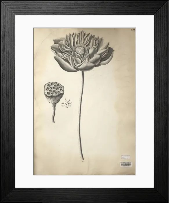 Framed Print : Nelumbo nucifera, sacred lotus Framed Print : Nelumbo nucifera, sacred lotus