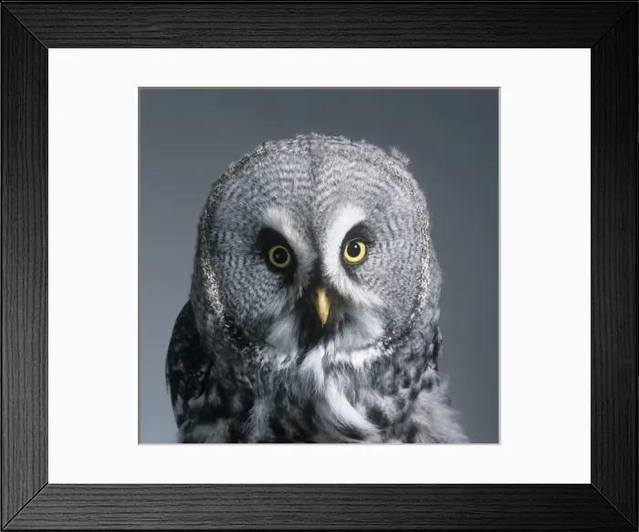 Framed Print : Strix nebulosa, great grey owl Framed Print : Strix nebulosa, great grey owl