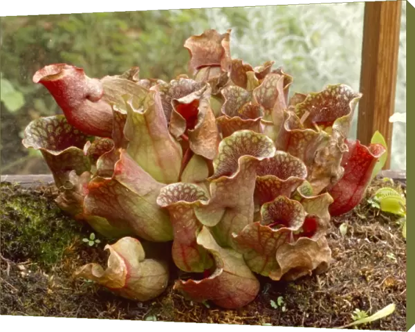 Sarracenia purpurea ssp venos, purple pitcher plant