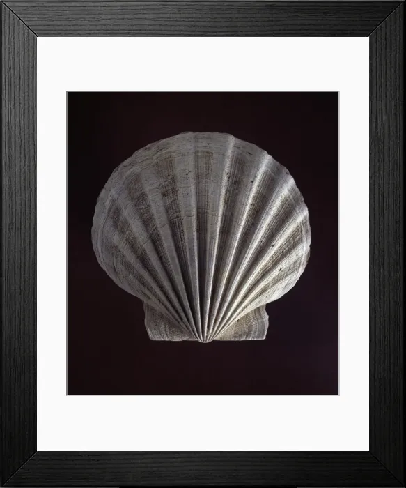 Framed Print : Chespecten jeffersonius, scallop Framed Print : Chespecten jeffersonius, scallop