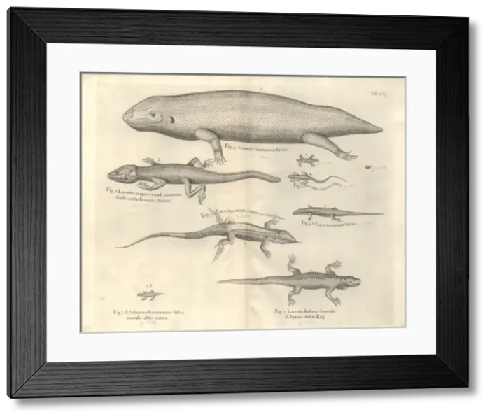 Framed Print : Salamander illustration Framed Print : Salamander illustration