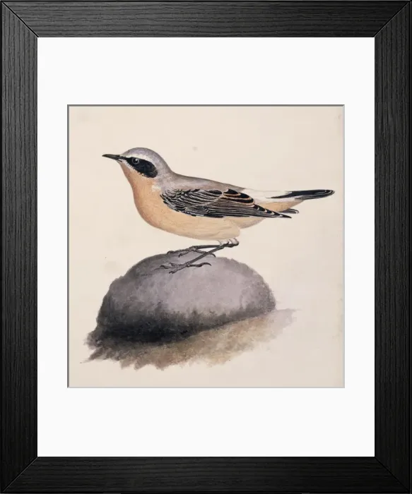Framed Print : Oenanthe oenanthe, northern wheatear Framed Print : Oenanthe oenanthe, northern wheatear