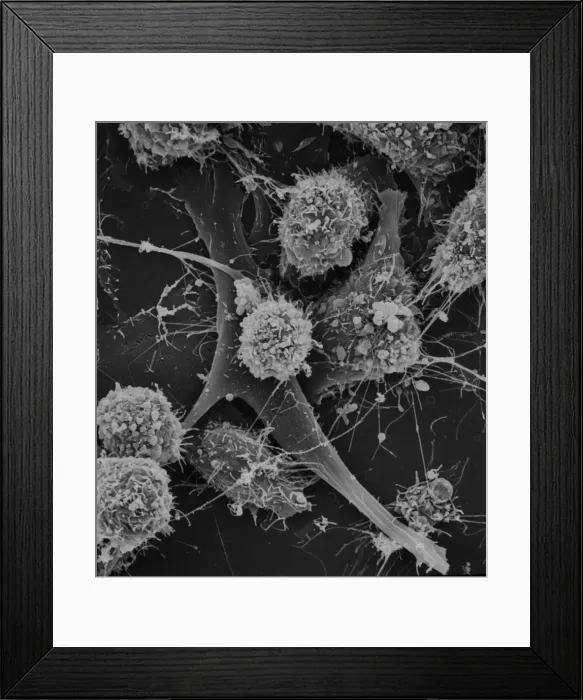 Framed Print : Cells on glass Framed Print : Cells on glass