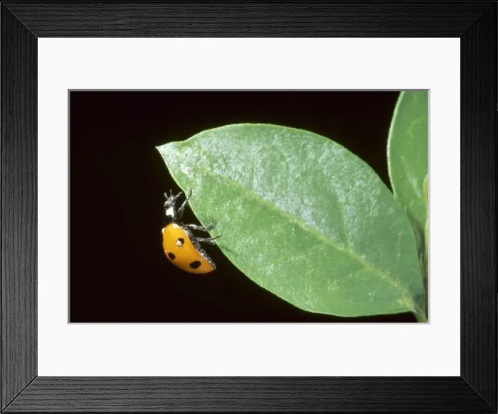 Framed Print : Coccinella 7-punctata, ladybird Framed Print : Coccinella 7-punctata, ladybird