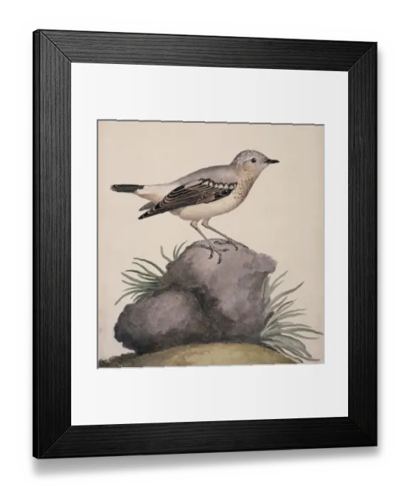 Framed Print : Oenanthe oenanthe, northern wheatear Framed Print : Oenanthe oenanthe, northern wheatear