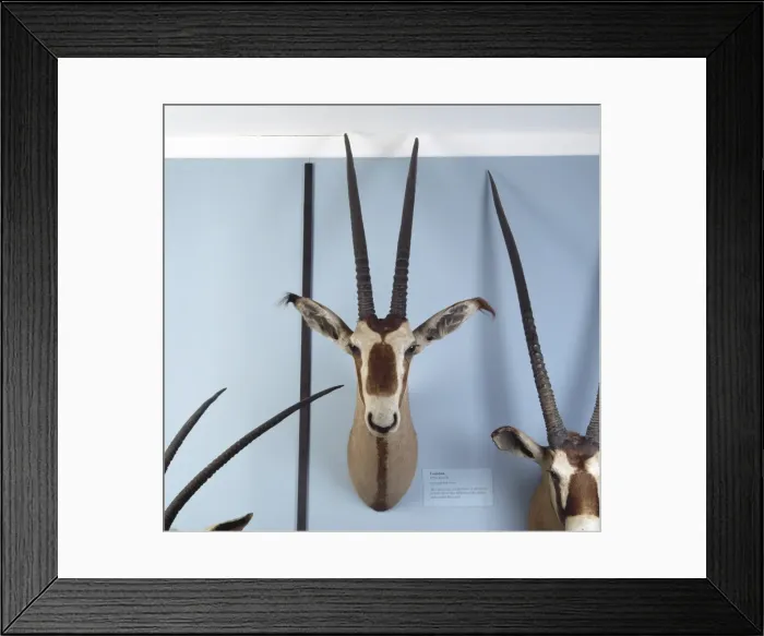 Framed Print : Oryx gazella, gemsbok Framed Print : Oryx gazella, gemsbok