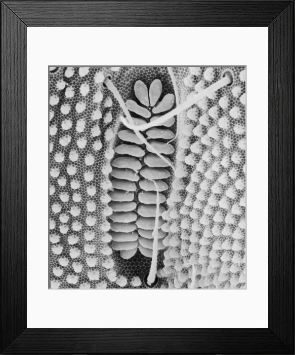 Framed Print : Collembola, springtail Framed Print : Collembola, springtail