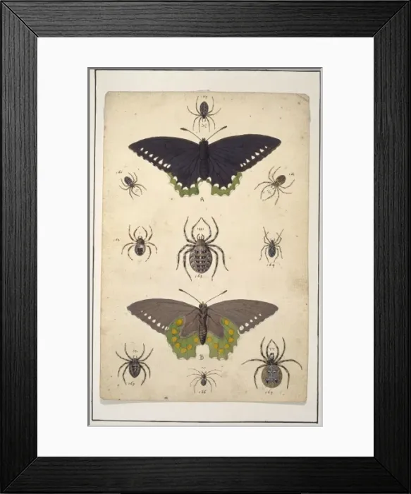 Framed Print : English spiders with butterflies