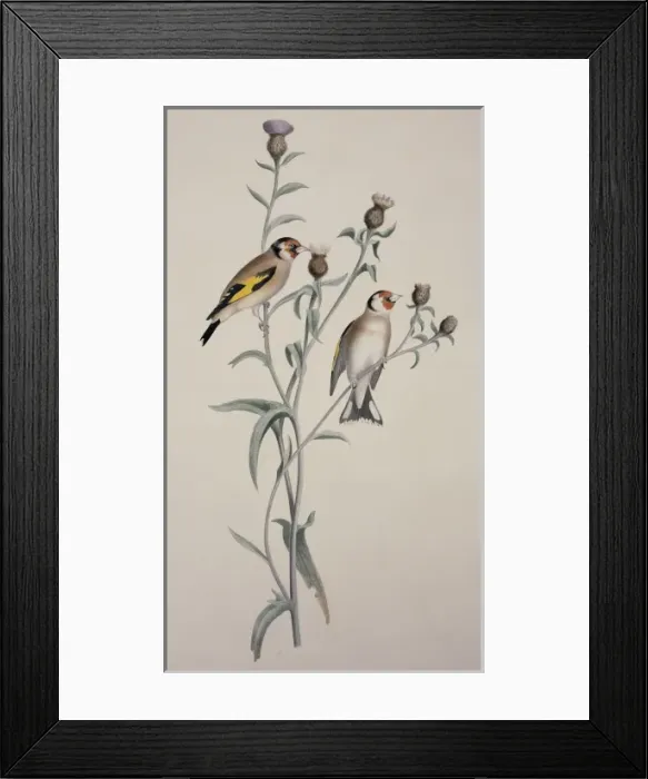 Framed Print : Carduelis carduelis, European goldfinch Framed Print : Carduelis carduelis, European goldfinch