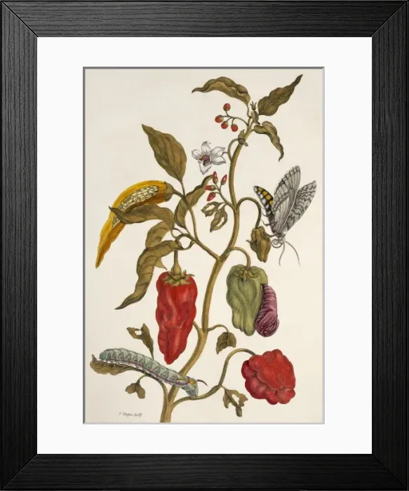 Framed Print : Insects of Surinam Framed Print : Insects of Surinam