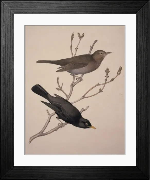 Framed Print : Turdus merula, Eurasian blackbird Framed Print : Turdus merula, Eurasian blackbird