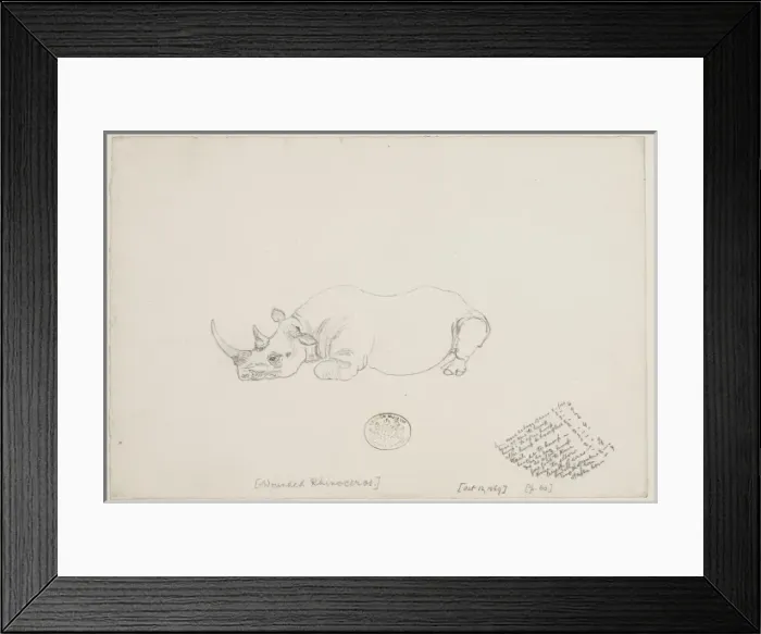 Framed Print : Diceros bicornis, black rhinoceros Framed Print : Diceros bicornis, black rhinoceros