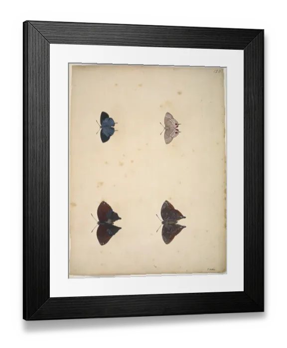 Framed Print : Unpublished lepidoptera watercolour by Eleazar Albin Framed Print : Unpublished lepidoptera watercolour by Eleazar Albin