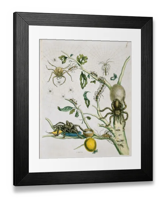 Framed Print : Heteropoda venatoria & Avicularia avicularia Framed Print : Heteropoda venatoria & Avicularia avicularia